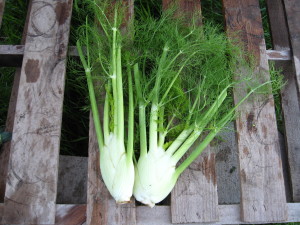 healthy fennel smoothie recipe